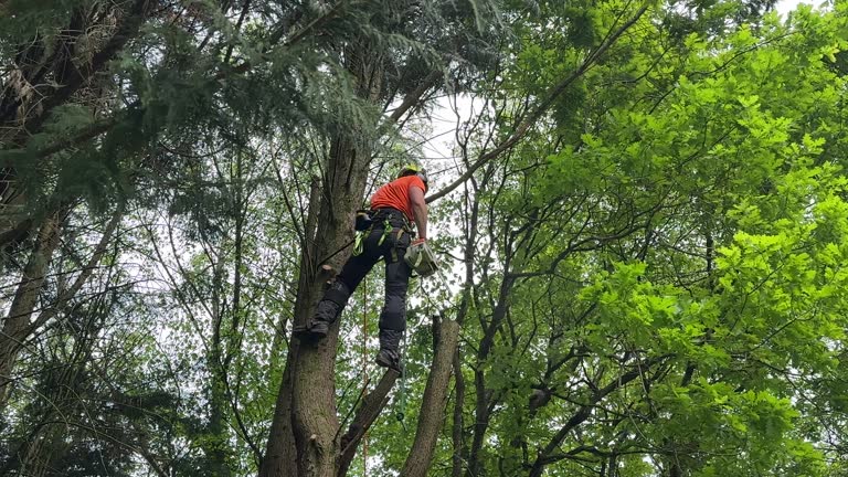 Best Hedge Trimming  in Boron, CA